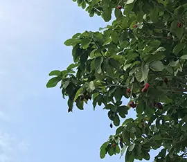 永祥和墓园整体环境